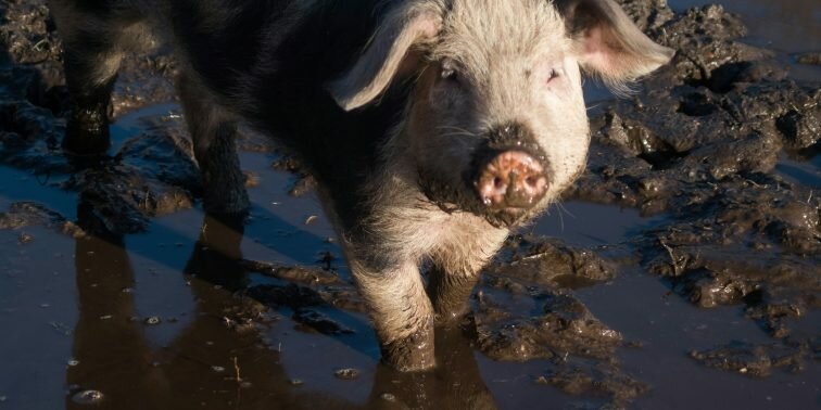 Pig in mud.